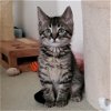 Keebler - Cookie Kitten