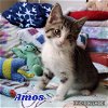 Amos - Cookie Kitten