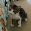 Amos - Cookie Kitten