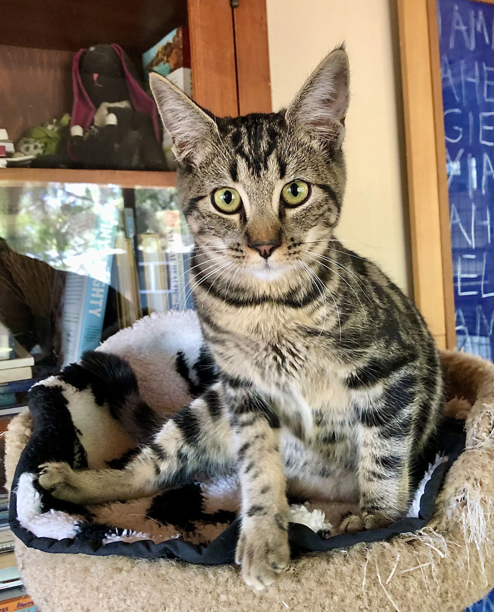 adoptable Cat in Ventura, CA named Polo