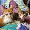 Cutie - Citrus Kitten