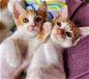 Cutie - Citrus Kitten