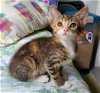 Pixie - Citrus Kitten