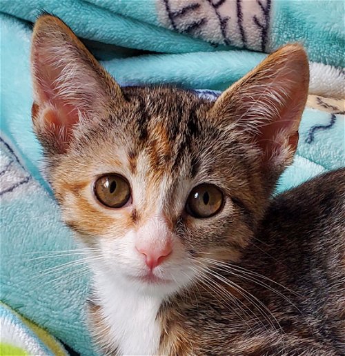 Pixie - Citrus Kitten