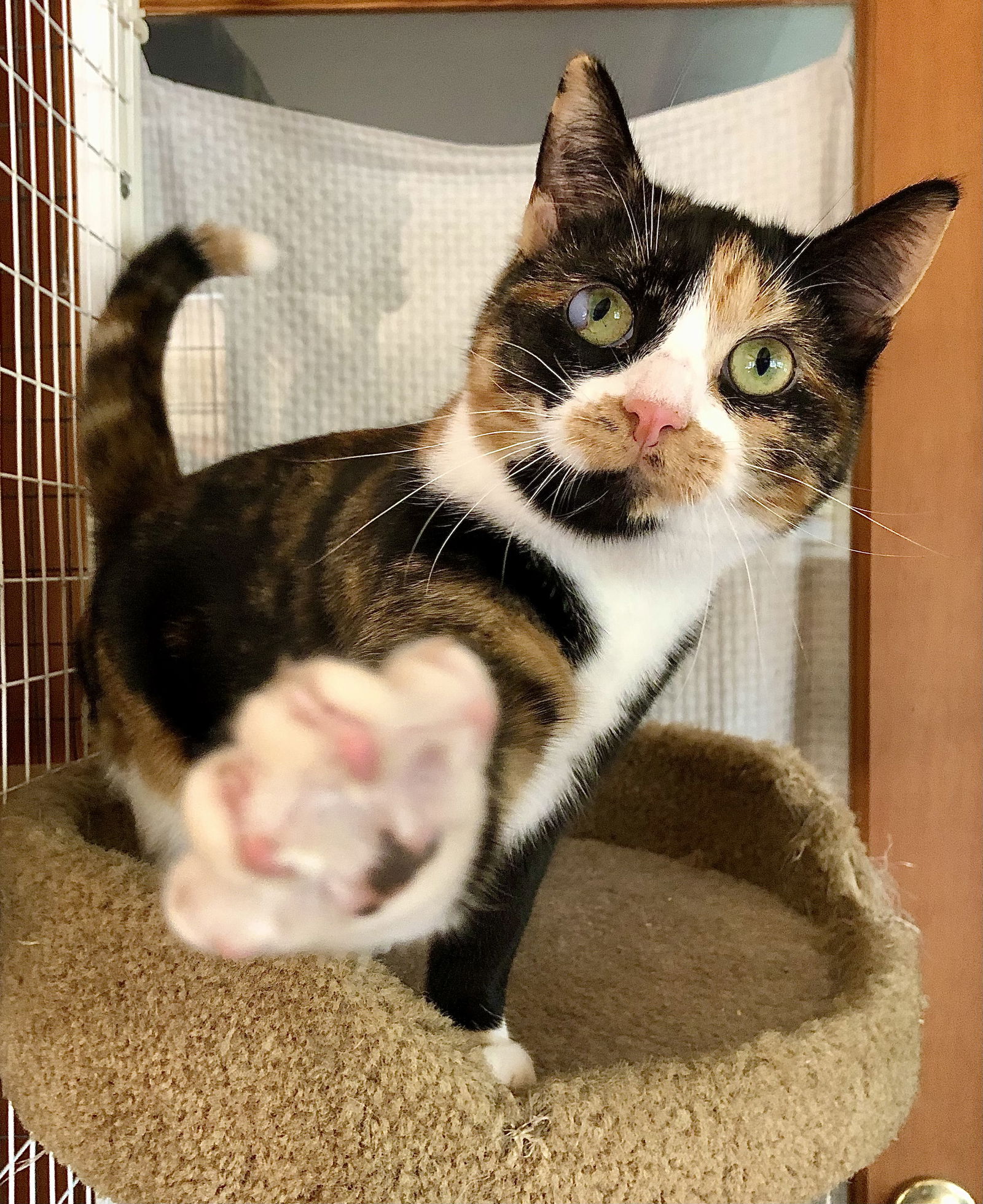 adoptable Cat in Ventura, CA named Sister