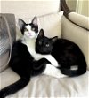 adoptable Cat in ventura, CA named Tokyo Brothers