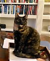 adoptable Cat in ventura, CA named Chang Sisters