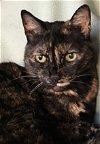 adoptable Cat in ventura, CA named Sharma