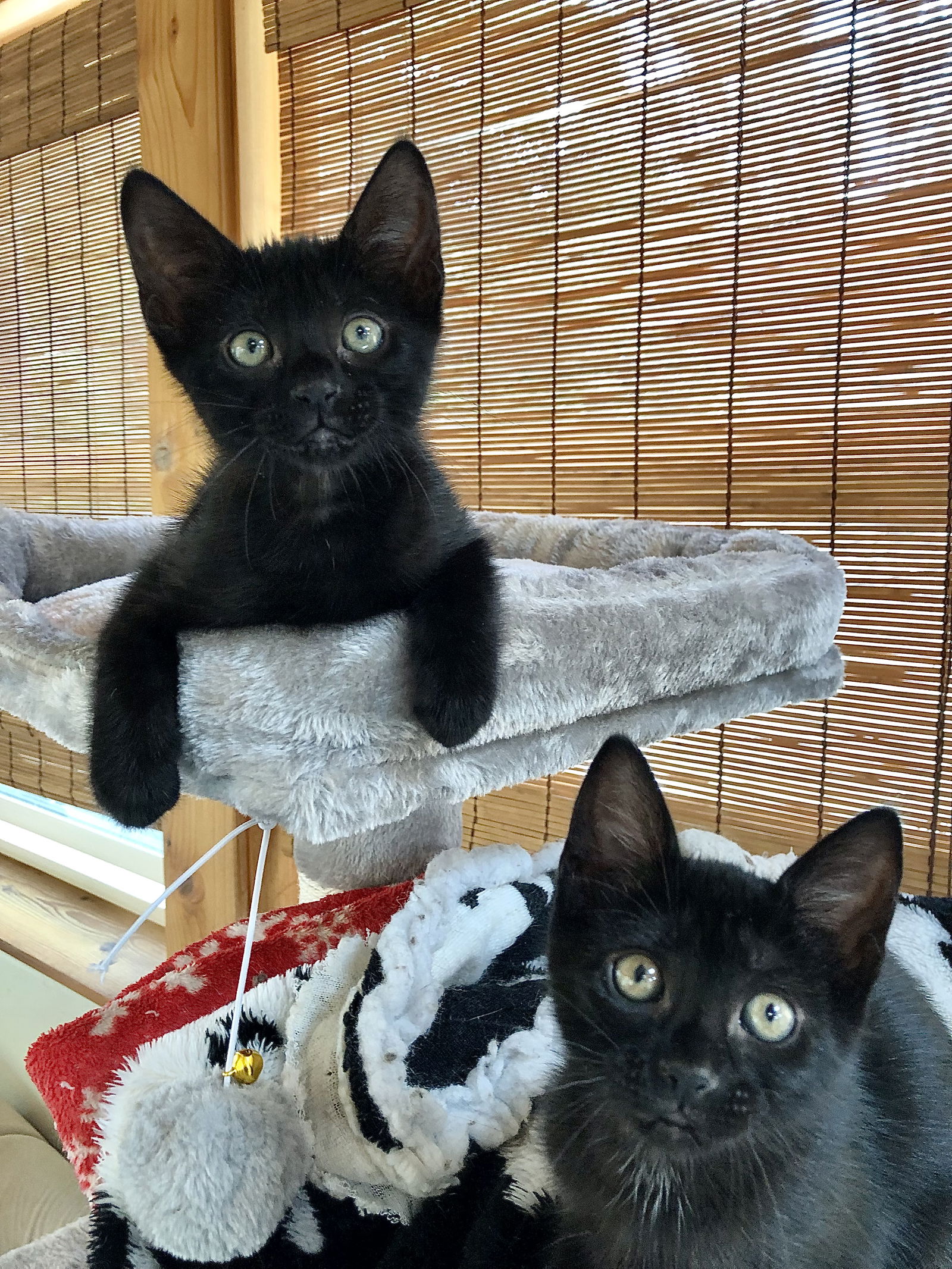 adoptable Cat in Ventura, CA named Raven & Birdi