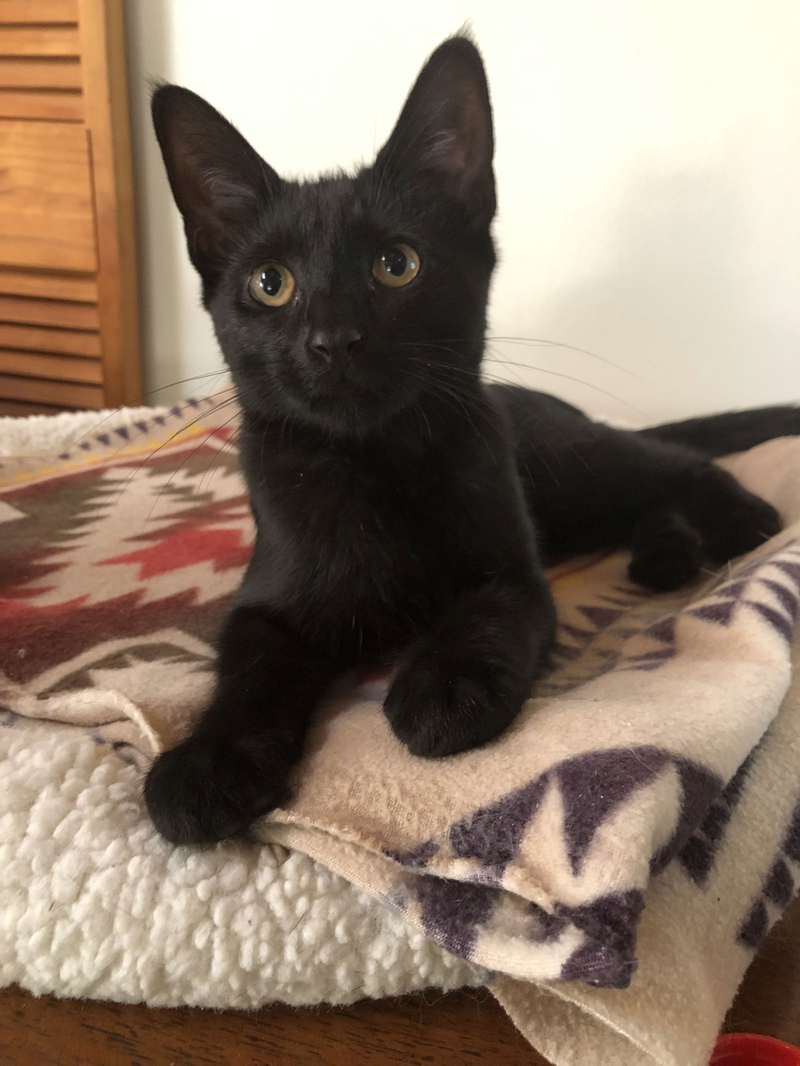 adoptable Cat in Ventura, CA named Ozzie