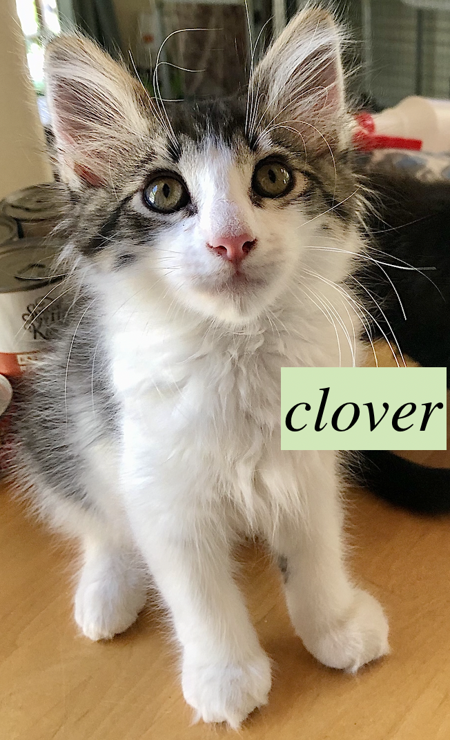 adoptable Cat in Ventura, CA named Clovis