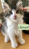 adoptable Cat in  named Clovis