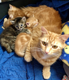 Orangina & Kittens
