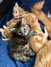 Orangina & Kittens
