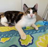 Calypso