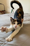 Calypso