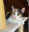 Calypso