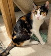 Calypso