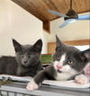 Luna & Dipper