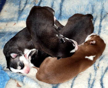 4 Pups-Pending