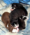 4 Pups-Pending