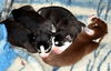 4 Pups-Pending