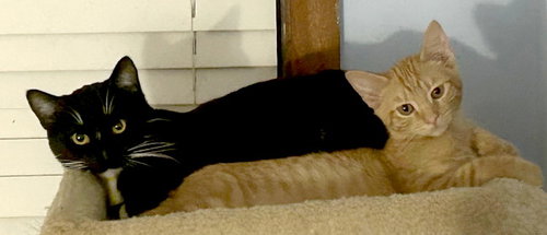THIN MINT - Tuxedo / Domestic Short Hair available for adoption