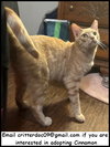 Cinnamon - Photo 1