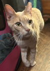 Cinnamon - Photo 2