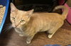 Cinnamon - Photo 3
