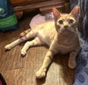 Cinnamon - Photo 4