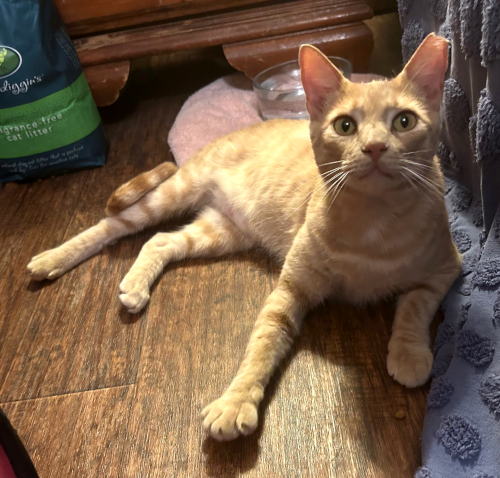 Cinnamon
