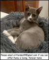 Punky - Photo 1
