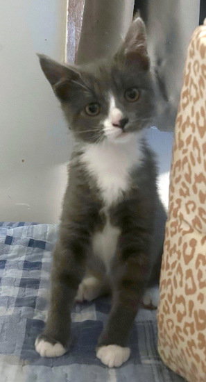 PUNKY - Tuxedo / Domestic Short Hair available for adoption