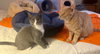 Punky - Photo 3