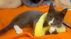 Punky - Photo 4