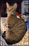 Munchkin - Photo 2