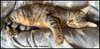 Munchkin - Photo 4