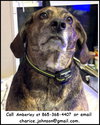 Shiloh - Photo 1