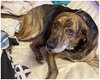 Shiloh - Photo 2