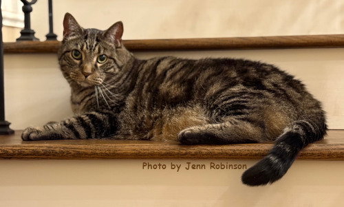 picture of the cat needing adoption