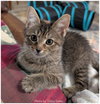 Thin Mint 2 - Photo 2