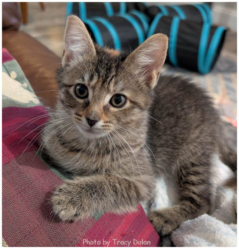 THIN MINT 2 - Tabby available for adoption
