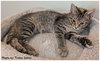 Thin Mint 2 - Photo 4