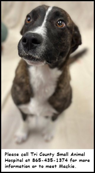 picture of the dog needing adoption