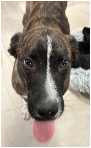 MACKIE - Boxer / American Pit Bull Terrier available for adoption