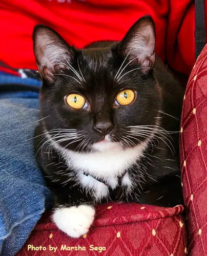Sox - Tuxedo