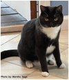 Sox - Photo 3