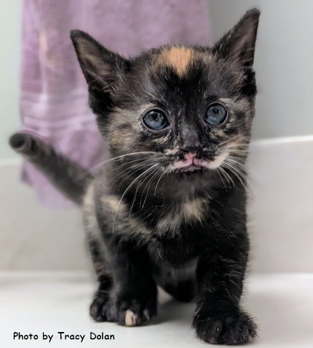 picture of the cat needing adoption