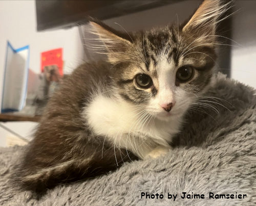 picture of the cat needing adoption